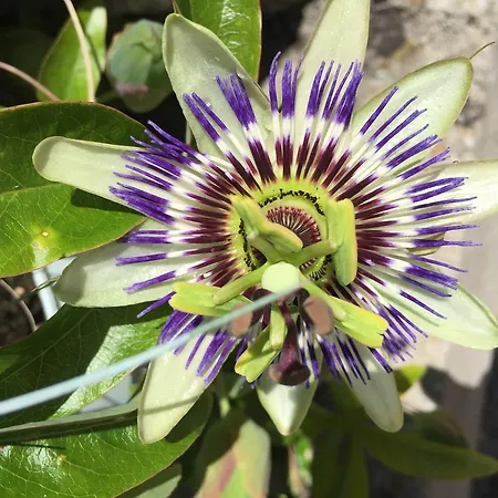 Gites Louis De Vauclerc Craonnelle